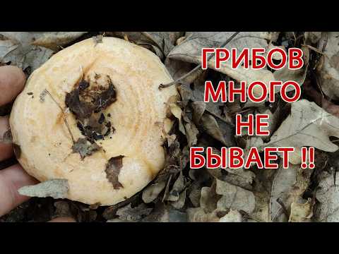 Видео: Рыжики !!!!!