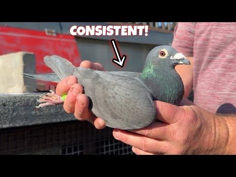 Видео: ГОНКА 7 В ЙЕЛВЕРТОНЕ — МЫ СНОВА ТАМ!