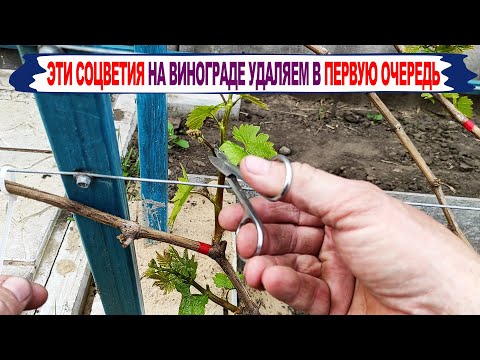 Видео: 🍇 На каких ПОБЕГАХ стоит УДАЛИТЬ СОЦВЕТИЯ УЖЕ СЕЙЧАС. Готовим урожай на будущий год.