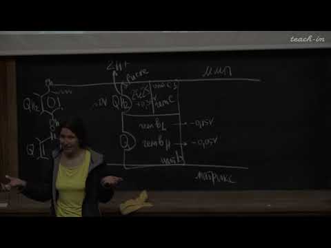 Видео: Константинова С.В. - Физиология и биохимия растений  - 5. Дыхательная цепь