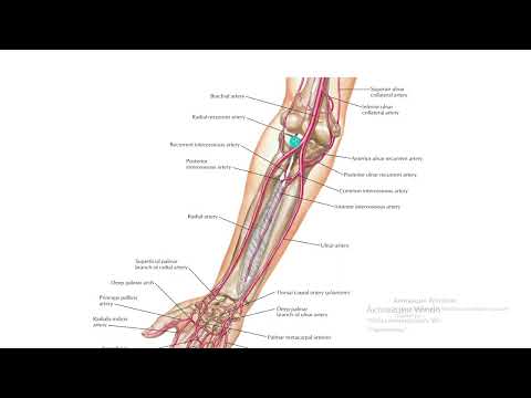 Видео: Иық артериясы, кәрі жіліктік артерия, шынтақ жіліктік артерия. Шынтақ торы. Қол басы артериялары