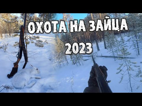 Видео: Охота на зайца 2023 | Тропление зайца