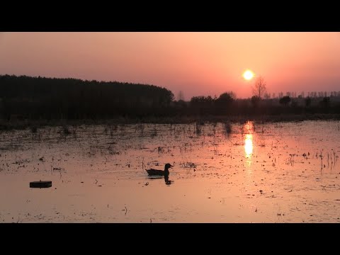 Видео: Охота на селезней с подсадными утками