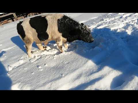 Видео: Плющеное или дроблёное зерно лучше для быков?