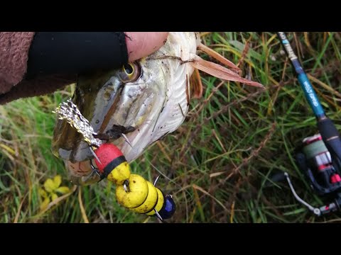 Видео: Ловля на мандулы на закоряженом водоеме