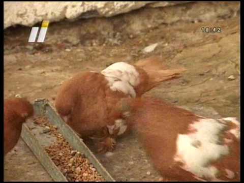 Видео: 2017 03 03 - ИшимТВ - Ишимский мастный голубь