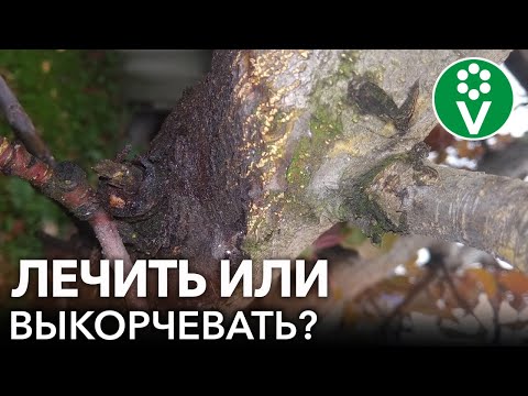 Видео: ЧЕРНЕЕТ И ОТСЛАИВАЕТСЯ КОРА НА ЯБЛОНЕ, НЕПОНЯТНЫЙ ГРИБОК НА ГРУШЕ и другие вопросы зрителей