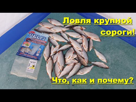 Видео: Ловля крупной сороги! Ловля сороги зимой