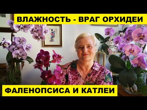 Видео: ВЛАЖНОСТЬ - ВРАГ ОРХИДЕИ..ФАЛЕНОПСИСА И КАТЛЕИ