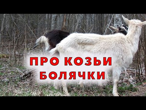 Видео: Облысение, пироплазмоз и анемия у коз