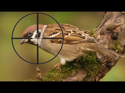 Видео: Как настроить прицел на воздушке! Лайфхак! #лайфхаки #лайфхак #воздушка