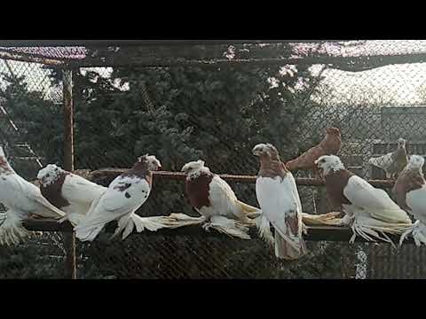 Видео: Пшеница. Польза и вред. Что мы знаем про это?