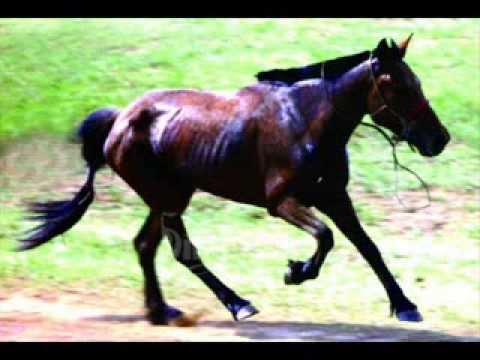 Видео: Эрэмгий хээр - Eremgii heer