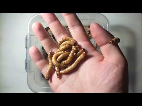 Видео: Переселение жука знахаря и мучного хрущака. Окукливание зофобаса