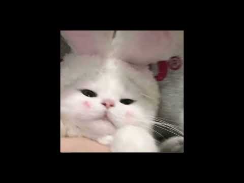 Видео: 31 ВЕСНА - Ваня Дмитриенко (Speed up)