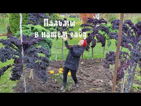 Видео: Наш метод высадки тюльпанов. Капуста как пальмы. Режем розы и гортензии готовимся к зиме. Беларусь.