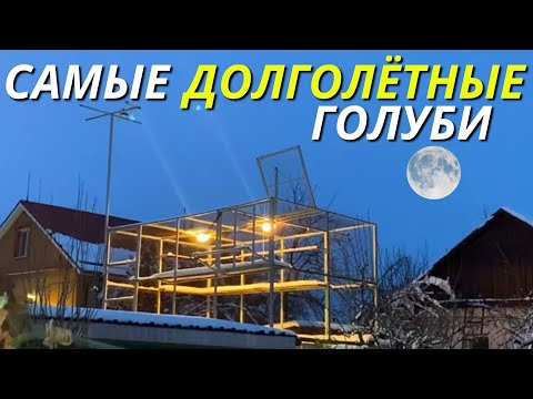 Видео: Эти Голуби Летают весь световой день и остаются в ночь🌞⏳🌒/ pigeon pigeons