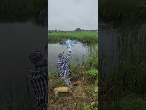 Видео: кастинговая сеть ( американка) с кольцом накрыл стаю карасей!