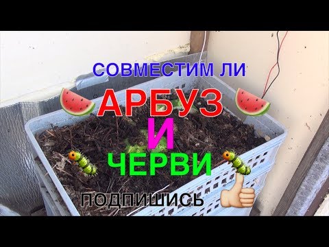 Видео: 🐛089 🐛 СОВМЕСТИМ ЛИ 🍉 АРБУЗ 🍉 И 🐛 ЧЕРВИ 🐛? ДАЕМ МАЛО!