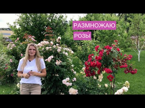 Видео: Размножаю и черенкую розы, 100% проверенный способ 👍 Покажу саженцы черенкованных роз