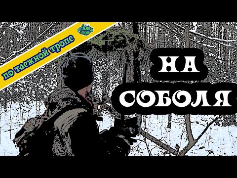 Видео: Соболь. Таежный промысел. Охота.