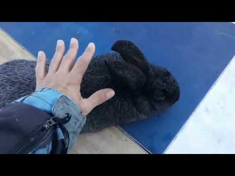 Видео: Кролики Полтавское серебро.Обзор породы.