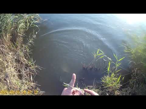 Видео: Осенний лов рыбы Сазан ,густера  Рыбалка на ДГК хутор Лебеди