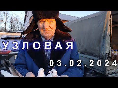 Видео: Ярмарка голубей г.Узловая 03.02.24