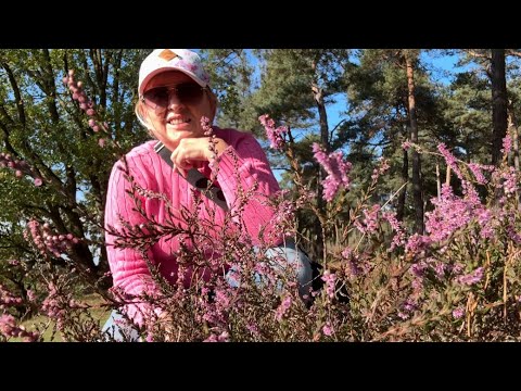 Видео: Осенний поцелуй || вереск все еще цветет