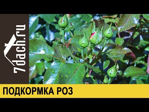 Видео: Подкормка роз во время бутонизации - 7 дач