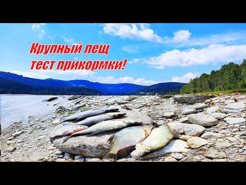 Видео: Лещ идёт косяками! Тестирую новый рецепт прикормки!!!