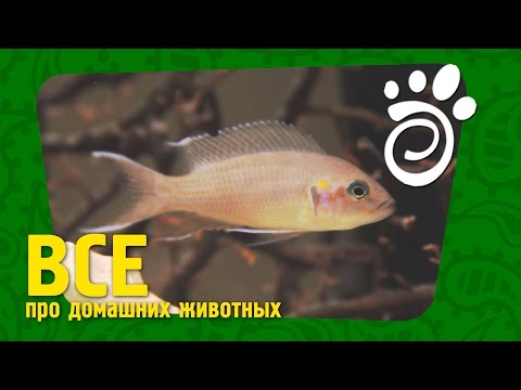 Видео: Аквариумная Рыбка Принцесса Бурунди. Все О Домашних Животных