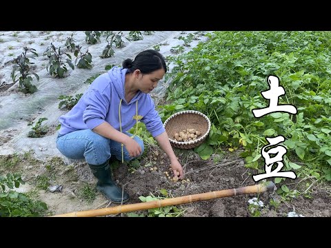 Видео: Картофель выкопать впервые, сделать большую тарелку говяжьего картофеля, семья ест слишком вкусно