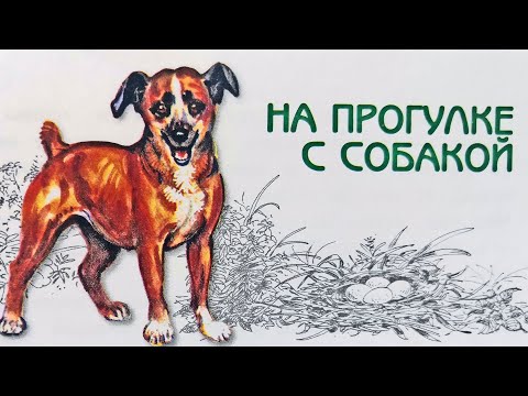 Видео: На прогулке с собакой. Великан на поляне