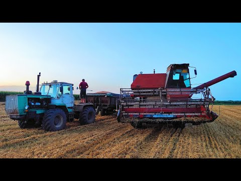 Видео: Ось і все❌Молотим насіння пшениці Реформ і Квебек👍Нива молотить не гірше Джона🫢