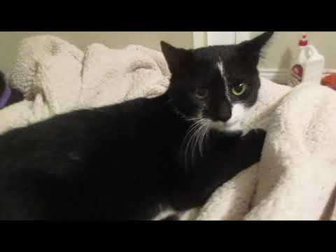 Видео: Приручение дикой кошки.