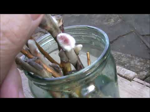 Видео: Опыт по укоренению ивы козьей