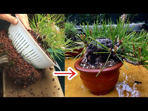 Видео: Бонсай Куромацу, пересаженный с помощью дуршлага NO1, Yajimaen @ семена бонсай