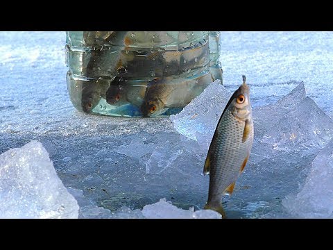 Видео: Первая рыбалка на льду 2018. НАКОНЕЦ-ТО! Зимняя рыбалка. Ловля живца для жерлиц на щуку.