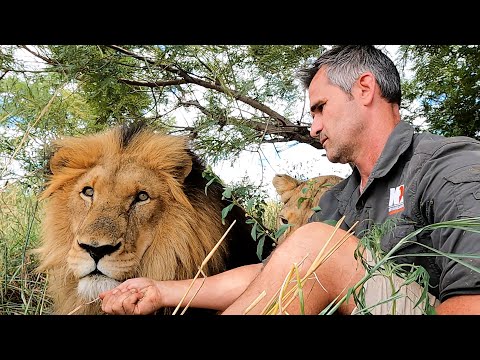 Видео: Воссоединение со львами | Заклинатель львов
