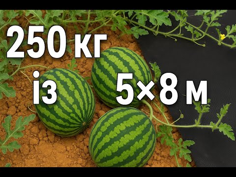 Видео: Кавуни На Глині. 250кг із 40м.кв