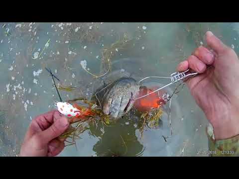 Видео: Ловля змееголова.Открытие сезона,  Капчагай 2018.