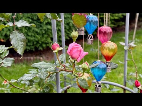 Видео: Розы в Октябре: Какие цветут позже всех | Тур по саду осенью | Позднее цветение роз