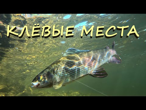 Видео: ЛОВЛЯ ХАРИУСА В ШИВЕРАХ | РЫБАЛКА В СИБИРИ