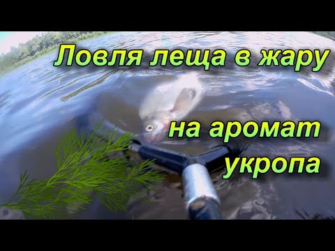 Видео: Ловля леща в жару на аромат укропа