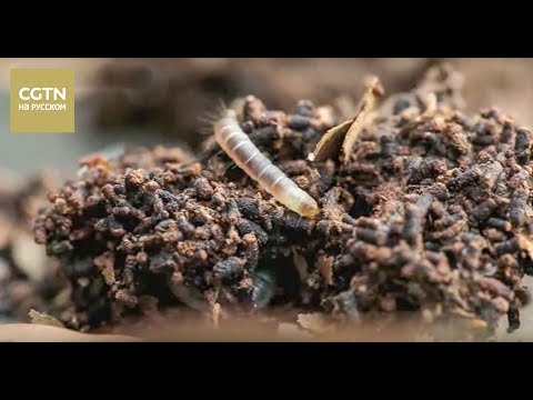 Видео: Чай - история одного листа Серия 2 Конец пути Часть 2 [Age0+]