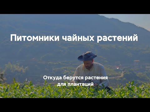 Видео: Питомники чайных растений. Откуда берутся растения для чайных плантаций?