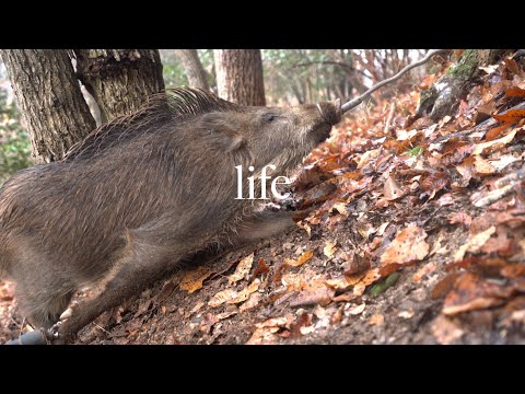 Видео: Японская традиционная ловушка для кабана и оленя (как ловить)