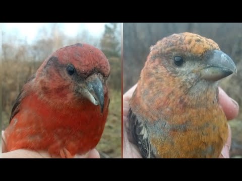 Видео: Мои первые щуры 🐦