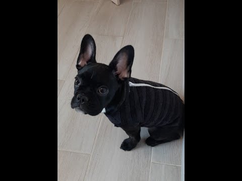 Видео: Построение выкройки и пошив безрукавки (кофты) для собаки или кошки.